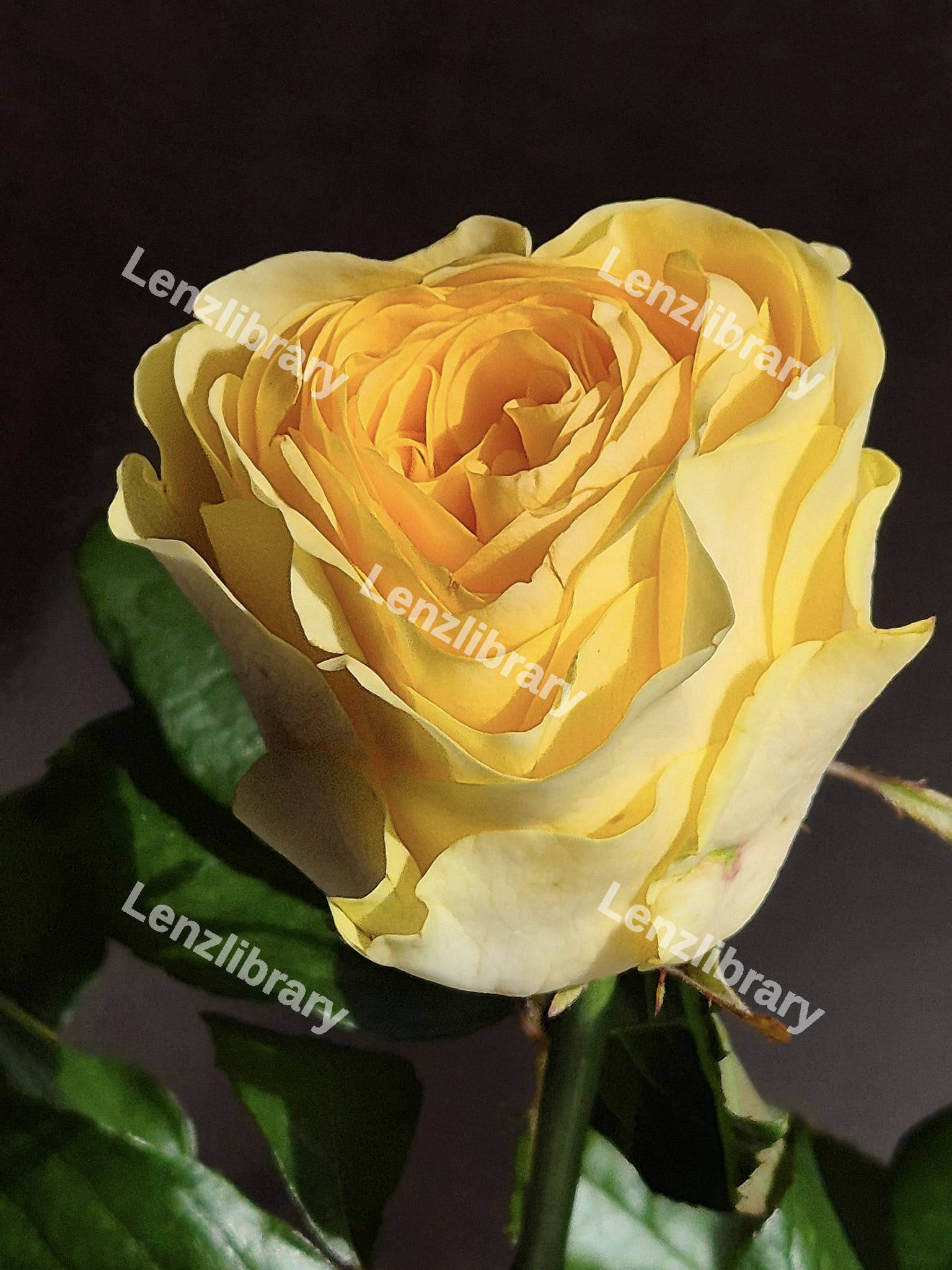 Yellow Rose